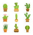 decorative cactus in pots set desert vector image