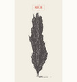 high detail vintage poplar tree hand drawn vector image