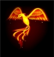 phoenix bird vector image vector image