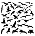 bird silhouettes vector image