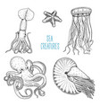 fishes or seafood or sea creature nautilus vector image