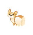 cute welsh corgi puppy drawing in funny pose vector image