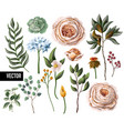 set of peachy english roses vector image