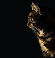colorful cat vector image vector image