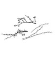 engrave spring branches willow isolated sketch vector image