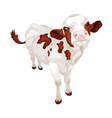 little white cow with red spots vector image