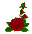 red roses decorative floral design element vector image