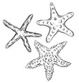 contour black and white of starfish the object vector image