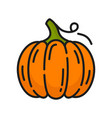 ripe pumpkin with stem isolated autumn vegetable vector image