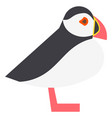 arctic seabird sea parrot icon atlantic puffin vector image vector image