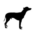 mexican naked dog silhouette vector image