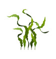 spirulina seaweed healthy food undersea algae vector image vector image