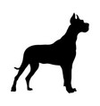 german great dane dog silhouette vector image