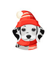 dalmatian puppy in red hat with pompon and scarf vector image vector image