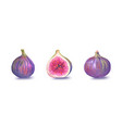 watercolor half and whole figs on white background vector image
