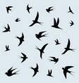 bird swallows flying in the sky vector image