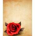 big red rose on old paper background vector image