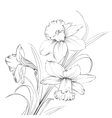 daffodil flower or narcissus isolated on white vector image