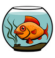 gold fish in a round aquarium vector image vector image