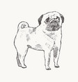 pug hand drawn a dog realistic sketch vector image