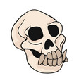 animal monkey skull cartoon vector image