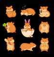 golden hamsters vector image