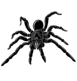 spider vector image