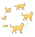 round stages cat growth set from kitten vector image vector image