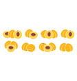 apricot vector image vector image