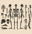 high quality detailed set of bones human bones vector image vector image