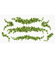 ivy vines creeper branches with green leaves vector image
