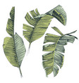 hand drawn tropical banana palm leaves vector image vector image