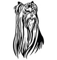 decorative portrait yorkshire terrier vector image