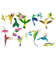 hummingbird collection multi-colored flying vector image