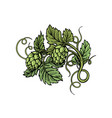 hop plant hand drawn branch of hops engraving vector image vector image