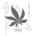 cannabis leaf silhouette on triangle background vector image