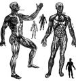 anatomical drawings vector image vector image