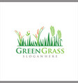 lawn care logo turf grass logo design vector image