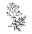 old mans beard blossom sketch in engraved style vector image vector image