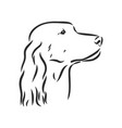 dog hand drawn english setter isolated vector image vector image