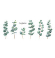 watercolor hand painted set with eucalyptus vector image