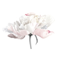 peony flower vector image vector image