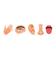 nose smell eye sight vision ears skin touch body vector image