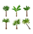 palm tree realistic exotically trees collection vector image vector image