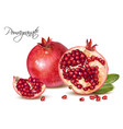 pomegranate realistic vector image