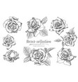 set of hand drawn sketch roses lives and branches vector image