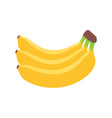 ripe banana fruit colored banana fruit vector image vector image