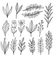set of hand drawn floral branches and flourishes vector image