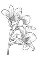 black and white bouquet lily isolated vector image vector image