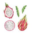 watercolor hand pink painted dragon fruit vector image vector image